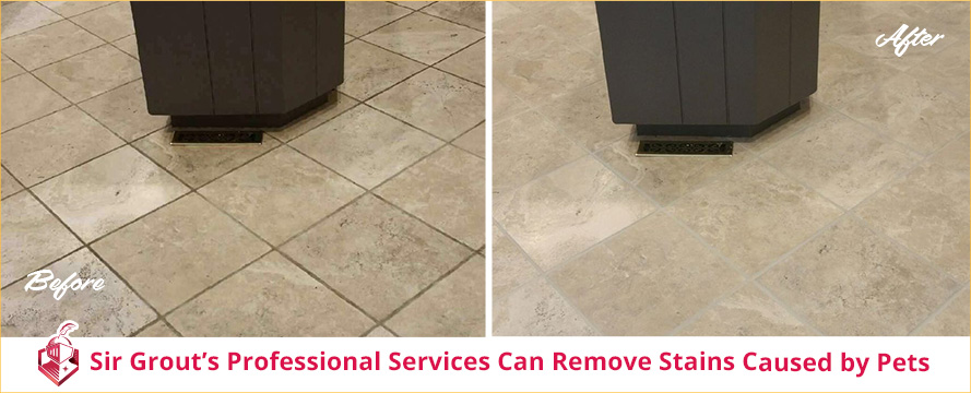 WFY Development Projects 1's professional service can remove stains caused by pets